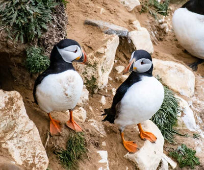 Two Puffins looking at each other on a cliff