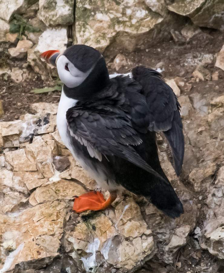 Large Bronze Puffin Sculpture - Arthur Flap