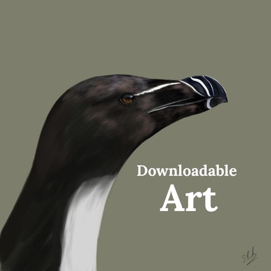 Razorbill - Downloadable Art - sarahbrabbin