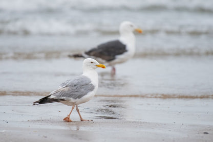 Ceramic Seagull Sculpture