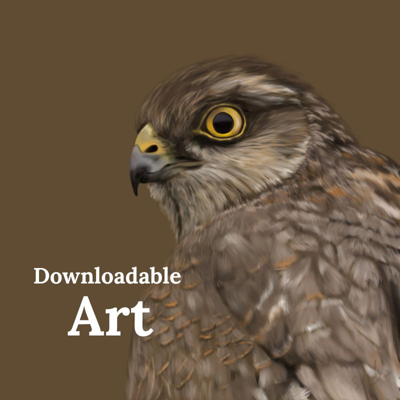 Sparrowhawk - Downloadable Art - sarahbrabbin