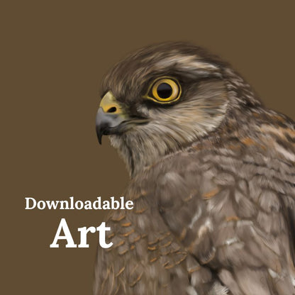 Sparrowhawk - Downloadable Art - sarahbrabbin