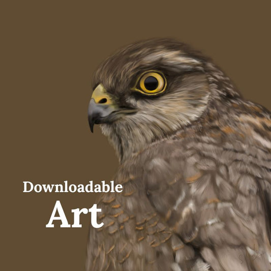 Sparrowhawk - Downloadable Art - sarahbrabbin