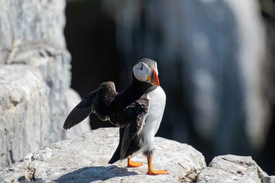 A Puffin standing upright with outstretched wings on a rock on the Inner Farne Island